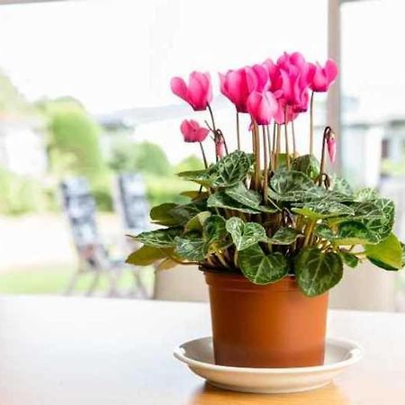 Ferienhaus Boje 9 نايهالينجازييل المظهر الخارجي الصورة